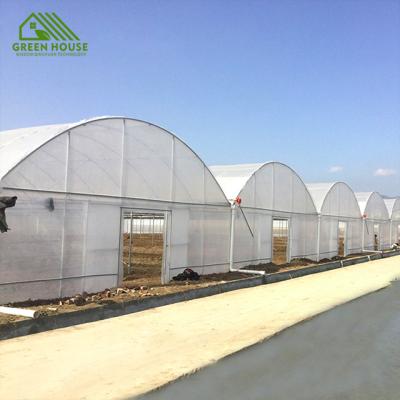 China Cheap Plant Growth Plastic Sheet Tunnel Greenhouse Tomato And Potato Preservation Greenhouse for sale