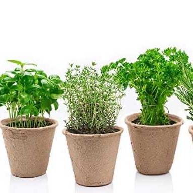 China Modern Biodegradable Transplanter Paper Pulp Flower Plant Peat Pots Tray Planting Pot for sale