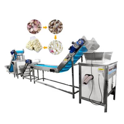 China Longevity 300kgh Garlic Peeling Machine Chain Type Price High Efficiency TCA Garlic Peeling Machine for sale