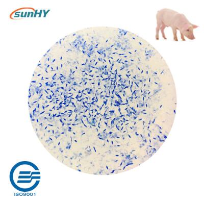 China Sunhy Promote Digestion Probiotics For Swine Feed Grade for sale