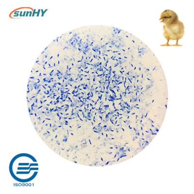 Chine Poudre de mélange 200g/MT Probiotics pour l'oiseau d'élevage à vendre