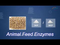 Sunphase Ht Thermostable Phytase Replace Mcp/Dcp In Monogastric Animal Feed