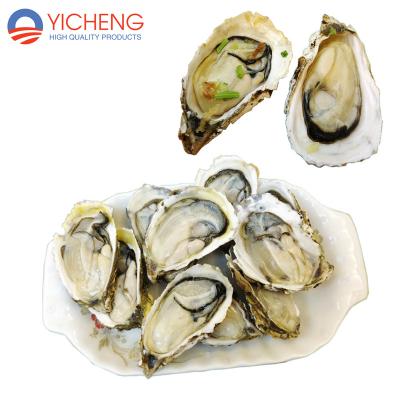 China IQF Shellfish FROZEN 154-158/Carton (9kg/Carton) of LCL (less than container load) IQF Half Shell Oyster Wholesale Seafood Raw for sale