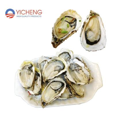 China 96-100/Carton (9kg/Carton) of IQF Half Shell Oyster Wholesale Seafood Raw for sale