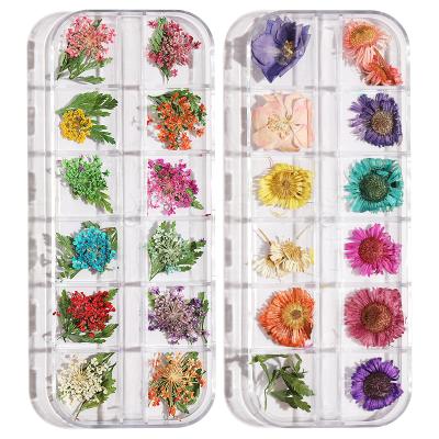 China Real dry flowers/leaves DIY28 to 3d color dry flower natural daisy gypsophila fresh dry flower sticker nail accessories for sale