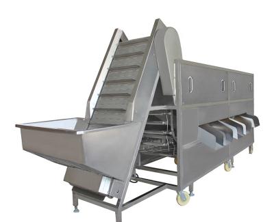 China Vegetable& fruit sorting RJY vegetable&fruit sorter apple sorter for sale