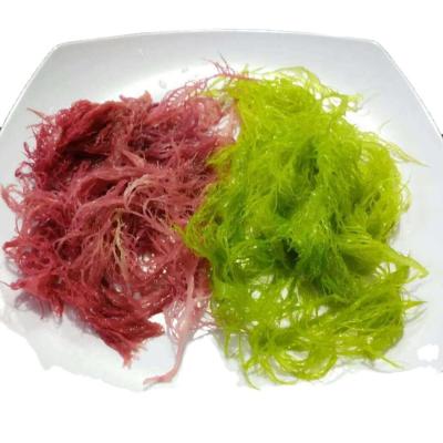 China FROZEN Dried Seaweed Tosaka In Red Green Style Flavored Seasoned for sale