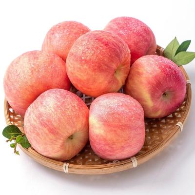 China 90% Maturity Fresh Fuji Apple Best and Common Cultivation Type for sale