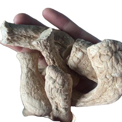 China Húngos Champignon Shiitake en bulto Estebo para Shiitake Seco Húngos en venta