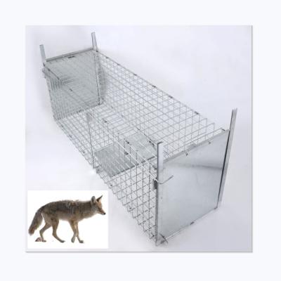 China Extra Large Double Door Viable Live Animal Trap For Pest Control Dog Coyote Fox Wolf Bobcat Badger Porcupine With Folding Cage for sale