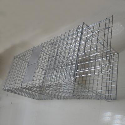 China Disposable One-Door Folding Live Animal Cage Trap For Stray Cat/Groundhog/Opossum for sale