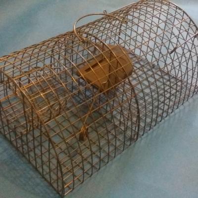 China Disposable Continuous Clamshell Mousetrap Cage Mouse Catcher Home Trap for sale