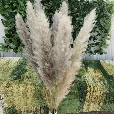 China Wedding Wholesale Pampas Flower Wall Pampas Ear Wedding Decoration Dried Flower Reed Wheat /Home Decoration Factory Large for sale