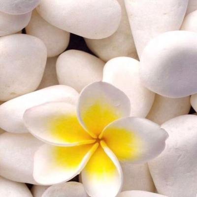 China Farmhouse China Snow White Pebble Natural Landscaping Tumbled Decorative Stone for sale