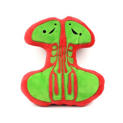 China Plush Human Body Anatomy Organ Medicine Toy Kid Preschool Educational Plush Toys Science Learning Kits for sale