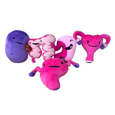 China Custom Stuffed Plush Toy Body Organ Plush Toys For Surgeon Gift Surgery Education for sale