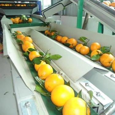 China Factory Grading Machine Citrus Spiral Grading Machine Orange Fruit Spiral Grading Machine for sale