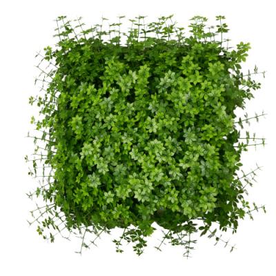 China exterior & Hot Sale Indoor Outdoor Artificial Grass Wall Green Plant Background Decoration Boxwood for sale