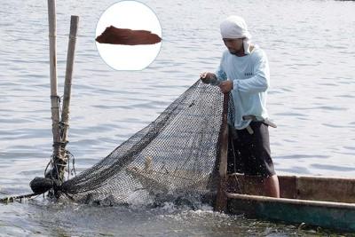 China Polvo secado a presión de aire 25kg/Bag de la hemoglobina de los aminoácidos de Aquafeed en venta