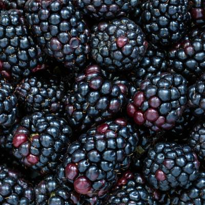 China FROZEN the best frozen blackberries in China factory price best sellers for sale