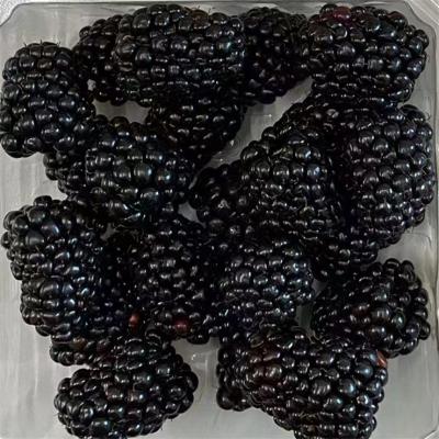 China Delicious fresh FROZEN blackberries great value for juice jam smoothies yogurt desserts for sale