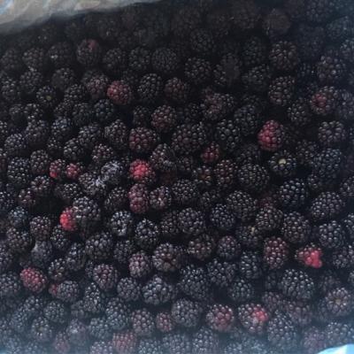 China FROZEN Individual Frozen Blackberry Fruit Certified Quality Hot Sale for sale