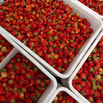 China FROZEN top selling fresh whole prepared frozen honey 10kg frozen strawberry berries for sale