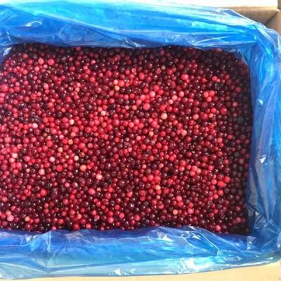 China FL-2219 FROZEN export jelly jelly 1KG/10KG lingonberry lingonberry jelly berries IQF in bulk/packing detail for sale