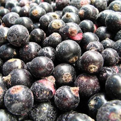 China FC-2208 IQF Blackcurrant Bulk Fresh Frozen Whole Foods Frozen Berries 10kg Ribes Nigrum for sale