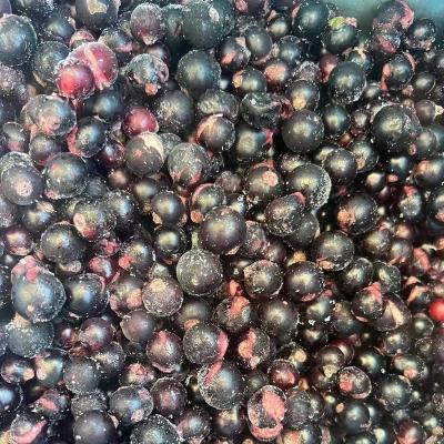 China Deep FROZEN Ripe FC-2215 Ripe Nigrum Fresh Frozen Fresh Grade B Bulk Blackcurrant Bundle 10kg Good Value for sale