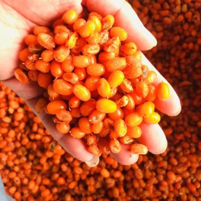 China FS-2221 FROZEN Frozen Sea Buckthorn Berries Grade B Grade Cheap for sale