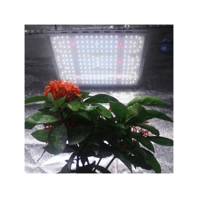 China Welit Dimming Button 55000 Hours Working Lifetime Full Spectrum Hydroponic 200 Watts Led To Grow Light Plant To Grow for sale