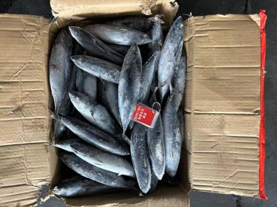 China Venta Nueva llegada 100-300g de pescado Bonito congelado en venta