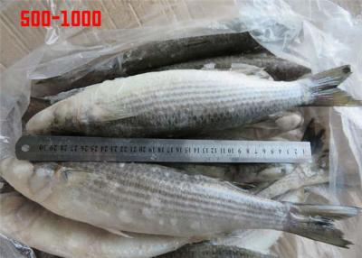 Cina Intero giro BQF sano 500g Grey Mullet congelato 1000g in vendita