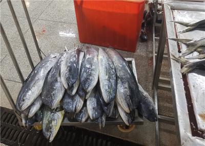 China Fresh 100% Net Weight 3kg 4kg 5kg Frozen Mahi Mahi For Canned for sale