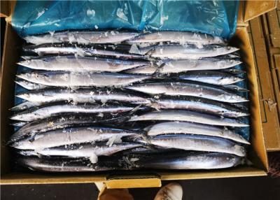 China 90g Whole Round Cololabis Saira Frozen Pacific Saury for sale