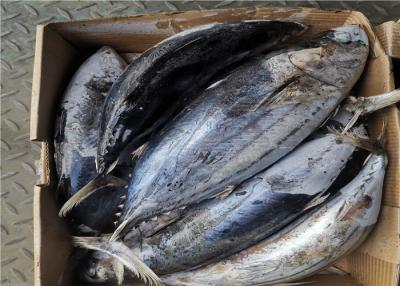 China Ganzer runder frischer Thunfisch springender Fische Seafrozen-Katsuwonus Pelamis zu verkaufen