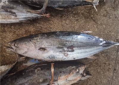 China Een Bevroren de Bonietentonijn van de Rang Natuurlijke Kleur 1.8kg 3.4kg Te koop