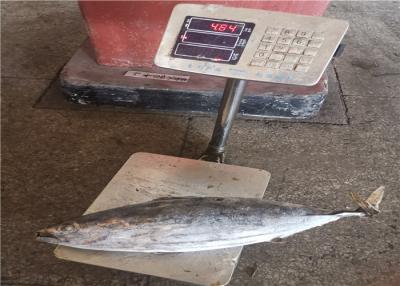 China Gefrorene springende Fische des Zugnetz-Fang-3.4kg für eingemachten Gebrauch zu verkaufen