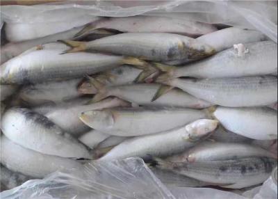 Cina BQF che congela le sardine congelate fresche in serie 75g per esca in vendita