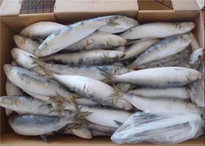 Cina Pesce della sardina congelato sardinops melanostictus fresco 75g in vendita