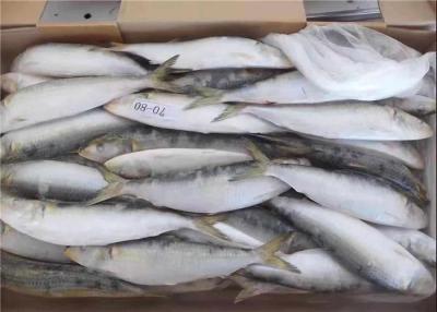 China Pescados congelados frescos redondos enteros de Melanostictus del Sardinops para conservar en venta