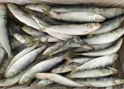 China Raw Material Sardinops Under 18 Degree Fresh Frozen Sardines for sale