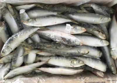 China Sardinella het Netto Gewichts90g Bevroren Gehele Sardines van Lemuru 100% Te koop