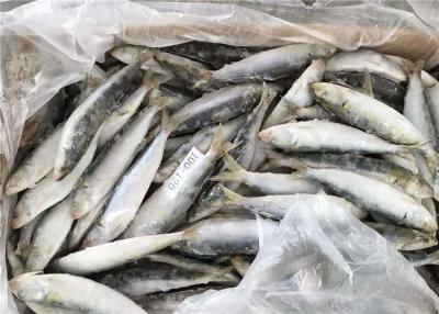 Cina intere sardine congelate 100g in vendita