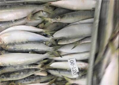 China Sardinas congeladas frescas de BQF en venta