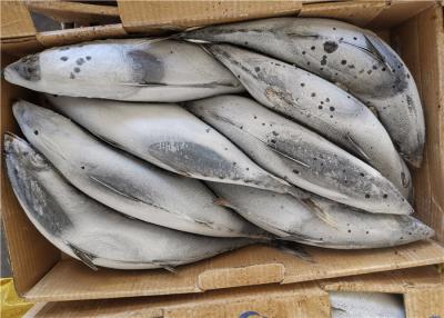 China Zugnetzfang 3ppm gefrorene Fische springenden Fische der Histamin-500g 1.8kg zu verkaufen