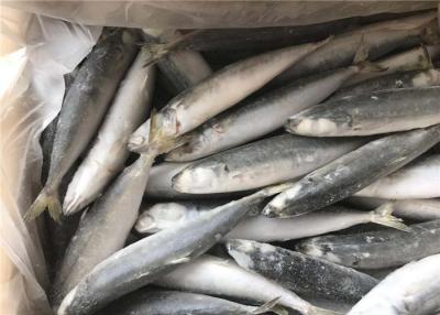 China Small Eye Horse Mackerel 500g 1000g Frozen Fishing Bait for sale