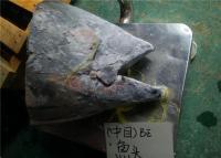 Cina Sotto l'aletta gialla fresca Tuna Fish Head del mare da 18 gradi in vendita
