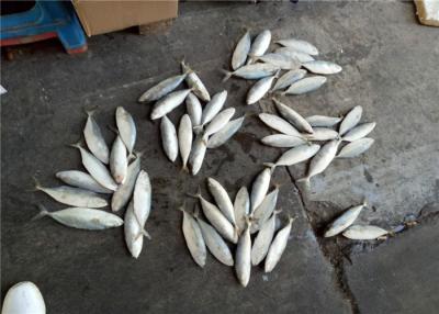 China Whole Round 4pcs 6pcs Per Kg Frozen Indian Mackerel For Restaurant for sale